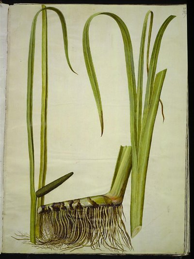 Acorus kalmus (almindelig kalmus) 作： Hans Simon Holtzbecker