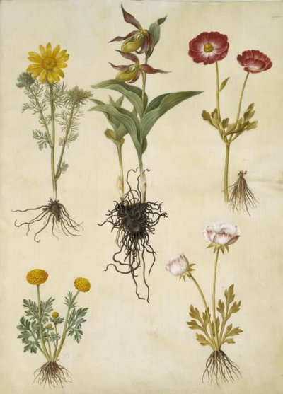 Vernal Adonis (vår-adonis); Cypripedium calceolus (stor fruesko); アジアのラナンキュラス (have-ranunkel); キンポウゲ (art af ranunkel) 作： Hans Simon Holtzbecker