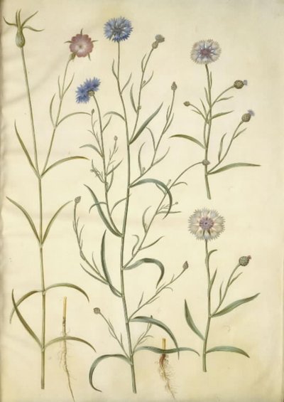 Agrotemma githago (一般的な岩); Centaurea cyanus (ヤグルマギク) 作： Hans Simon Holtzbecker