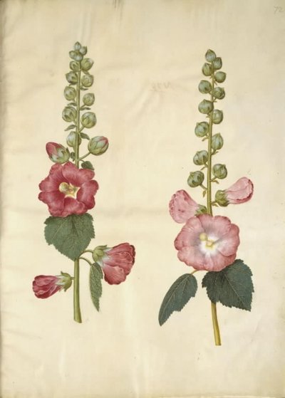 Alcea rosea (have-stokrose) 作： Hans Simon Holtzbecker