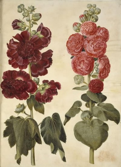 Alcea rosea (have-stokrose) 作： Hans Simon Holtzbecker