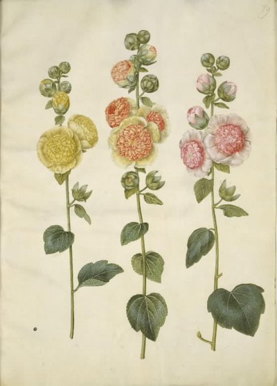 Alcea rosea (have-stokrose) 作： Hans Simon Holtzbecker