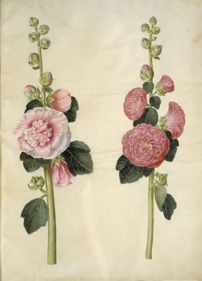 Alcea rosea (have-stokrose) 作： Hans Simon Holtzbecker