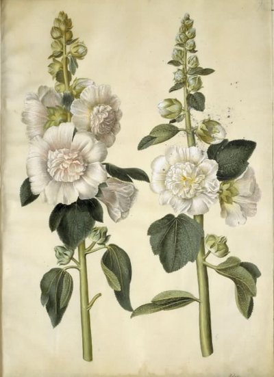 Alcea rosea (have-stokrose) 作： Hans Simon Holtzbecker