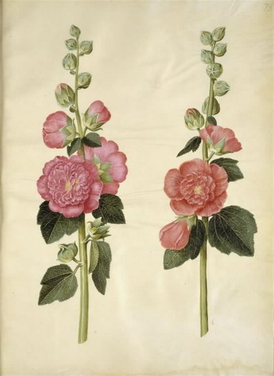 Alcea rosea (have-stokrose) 作： Hans Simon Holtzbecker