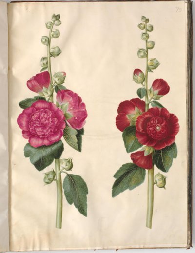 Alcea rosea (have-stokrose) 作： Hans Simon Holtzbecker