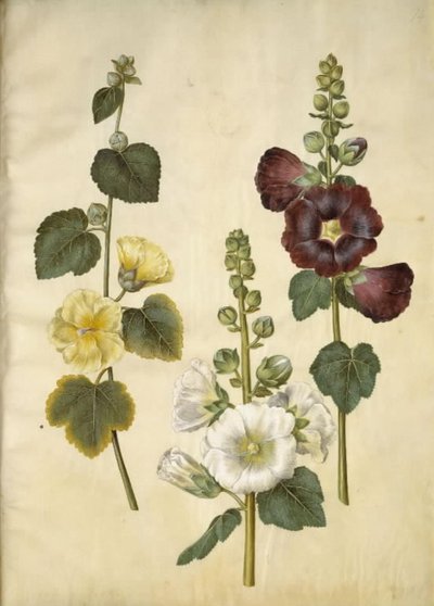 Alcea rosea (have-stokrose) 作： Hans Simon Holtzbecker