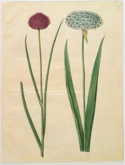 Allium sphaerocephalon (地中海タマネギ); アリウム・ニグラム（黒玉ねぎ） 作： Hans Simon Holtzbecker