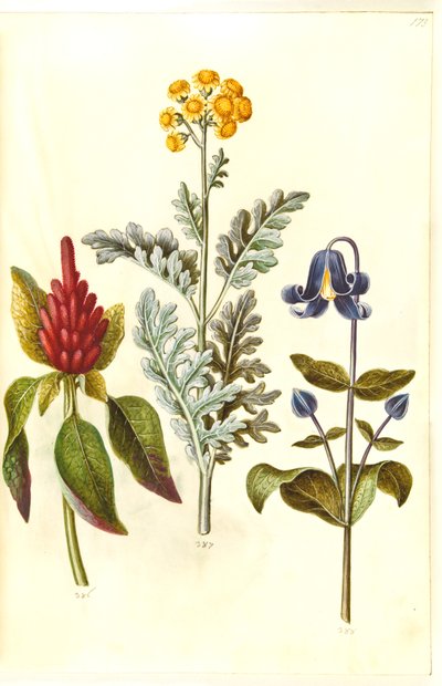 血まみれのアマランサス（赤いアマランサス）; Jacobea maritima (gråblad); クレマチス インテグリフォリア (blå staudeklematis) 作： Hans Simon Holtzbecker
