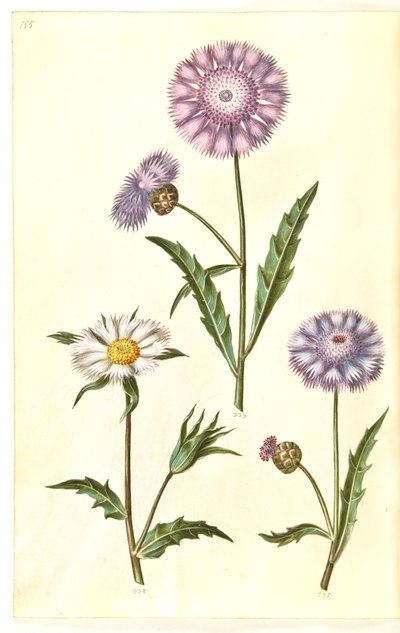 Amberboa moschata (香りのサルタン) 作： Hans Simon Holtzbecker