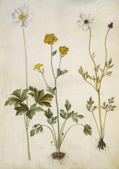アネモネ・シルベストリス（夏のアネモネ）; Ranunculus monspeliacus (キンポウゲ); Ranunculus asiaticus (キンポウゲ) 作： Hans Simon Holtzbecker