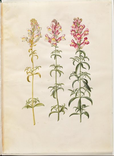 Antirrhinus majus (have-løvemund) 作： Hans Simon Holtzbecker
