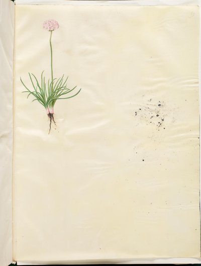 Armeria maritima (一般的な英語の草) 作： Hans Simon Holtzbecker