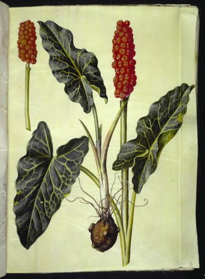 イタリアのアルム（italiensk arum） 作： Hans Simon Holtzbecker