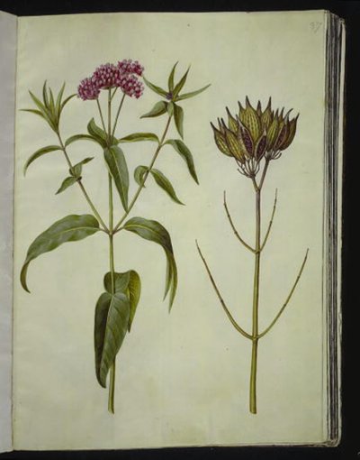 Asclepias incarnata (バラ-シルクプランテ) 作： Hans Simon Holtzbecker