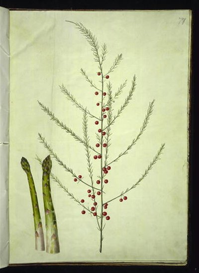 Asparagus officinalis（一般的なアスパラガス） 作： Hans Simon Holtzbecker
