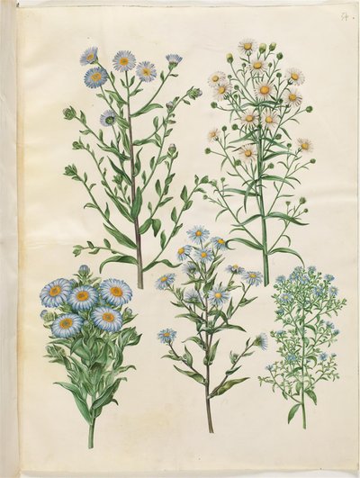 Aster mellus (処女アスター); Symphyotrichum novi-Belgii (ニベルギスク アスター); ニューイングランド Symphyotrichum (nyengelsk アスター); Symphyotrichum dumosum (pude-asters); Symphyotrichum ericoides (lyng-asters) 作： Hans Simon Holtzbecker