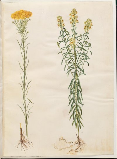 Aster linosyris (金毛アスター); Linaria vulgaris (コッドマウス) 作： Hans Simon Holtzbecker