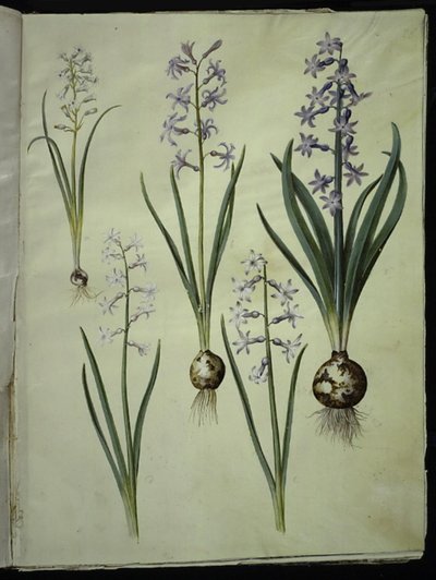 Brimeura amethystina (ピレネイスクブルー); オリエンタル ヒヤシンス (Almindelig ヒヤシンス) 作： Hans Simon Holtzbecker