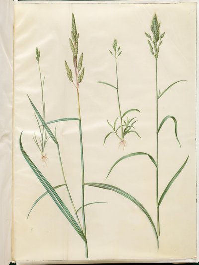 ブロムス大麦 (blød hejre); Phalaris arundinacea 作： Hans Simon Holtzbecker