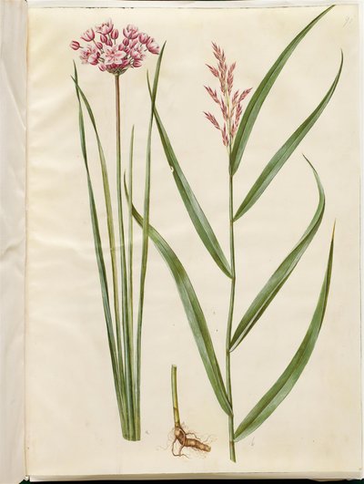 Butomus umbellatus (ブライダルキャンドル); Phragmites australis (ヨシ) 作： Hans Simon Holtzbecker