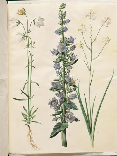 Campanula persicifolia (smalbladet kloke); ピラミッドベル (pyramide-klokke); Anthericum ramosum (grenet edderkopurt) 作： Hans Simon Holtzbecker