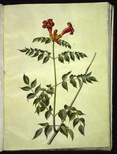 Campsis radicans (一般的なトランペットの花) 作： Hans Simon Holtzbecker