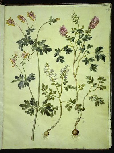 Capnoides sempervirens (道化師); エゾエンゴサク（長い茎のラークスパー） 作： Hans Simon Holtzbecker