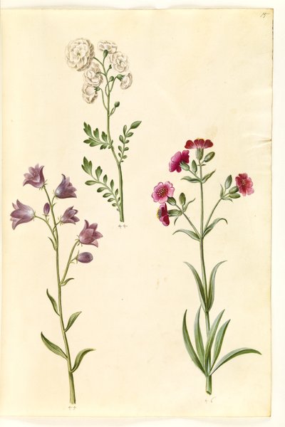 カルダミンプラテンシス（メドウクレス）; Campanula rotundifolia (?) (苦しみの鐘); Silene vulgaris (?) (膀胱蛾) 作： Hans Simon Holtzbecker