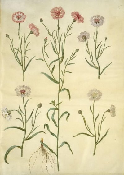 Centaurea cyanus (ヤグルマギク) 作： Hans Simon Holtzbecker
