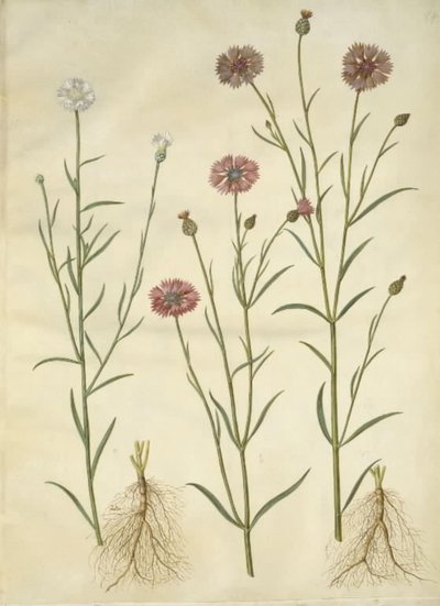 Centaurea cyanus (ヤグルマギク) 作： Hans Simon Holtzbecker
