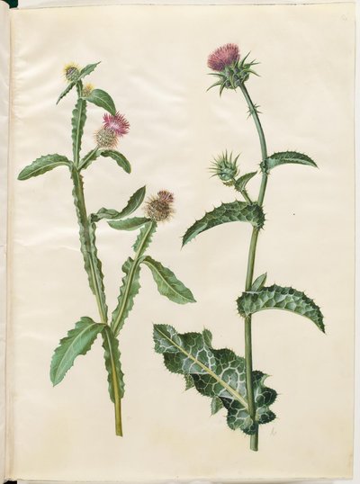 ケンタウレアセリディス; Silybum marianum (オオアザミ) 作： Hans Simon Holtzbecker