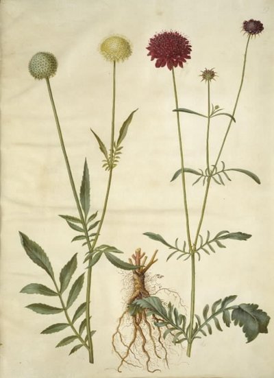 Cephalaria leucantha (白い鱗の頭); Scabiosa atropurpurea (未亡人の花) 作： Hans Simon Holtzbecker