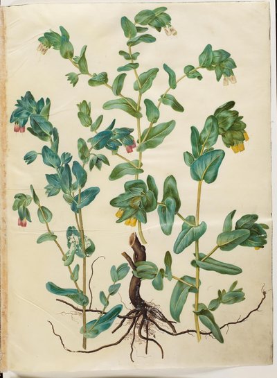 Cerinthe major (stor voksurt) 作： Hans Simon Holtzbecker