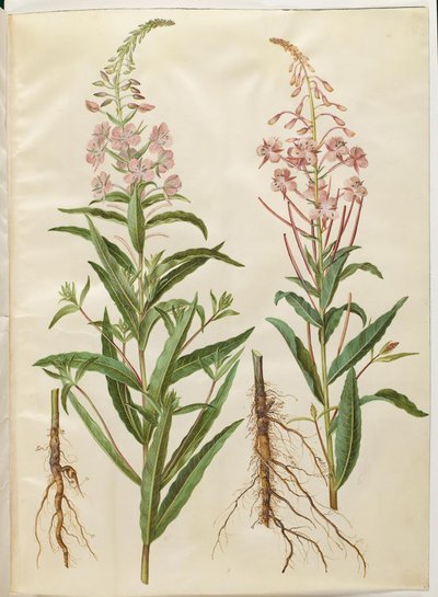 Chamerion angustifolium (smalbladet gederams) 作： Hans Simon Holtzbecker