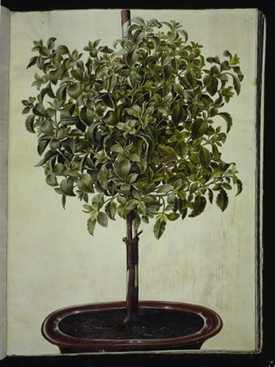 白亜紀シスト (kreta-soløjtræ) 作： Hans Simon Holtzbecker