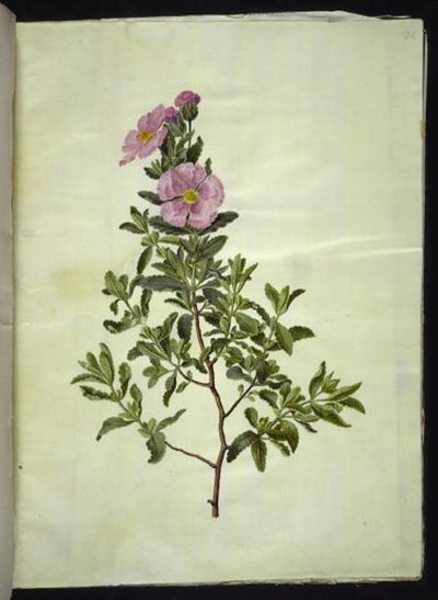 白亜紀シスト (kreta-soløjtræ) 作： Hans Simon Holtzbecker