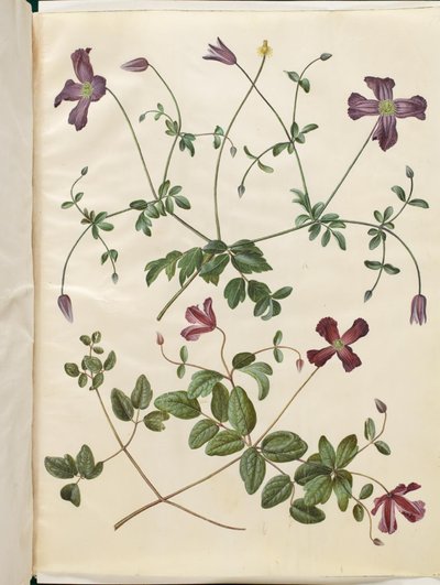 Clematis viticella (イタリアのスコブランケ) 作： Hans Simon Holtzbecker