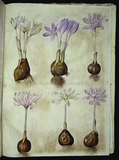 Colchicum autumnale (høst-tidløs) 作： Hans Simon Holtzbecker