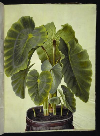 Colocasia esculenta (サトイモ) 作： Hans Simon Holtzbecker