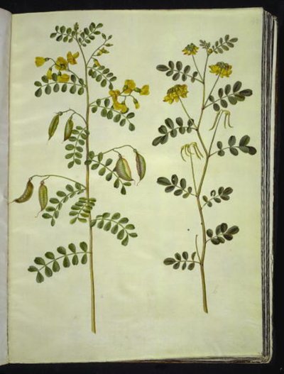 Colutea arborescens (一般的なぼうこう); Hippocrepis emerus (ブッシュホースシュー) 作： Hans Simon Holtzbecker