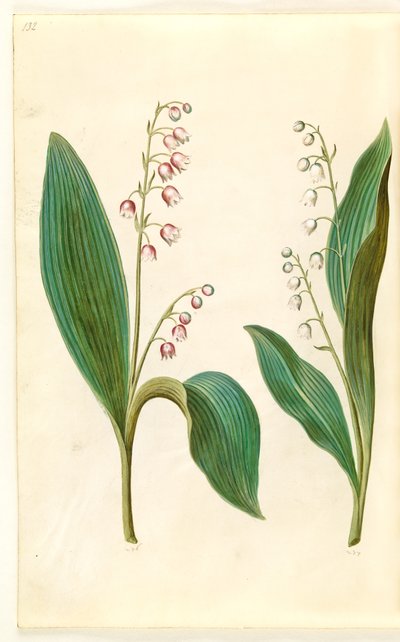 Convallaria majalis rosea (赤いスズラン); Convallaria majalis (スズランのユリ) 作： Hans Simon Holtzbecker