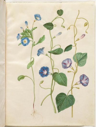 Convolvulus tricolor (乙女のスカート); Ipomoea purpurea（パープルマグノリア） 作： Hans Simon Holtzbecker