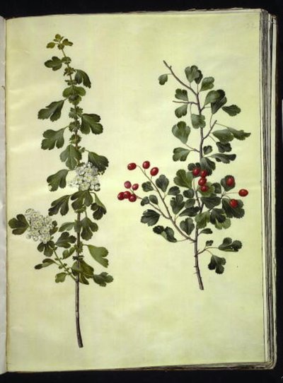 Crataegus laevigata (一般的なサンザシ) 作： Hans Simon Holtzbecker