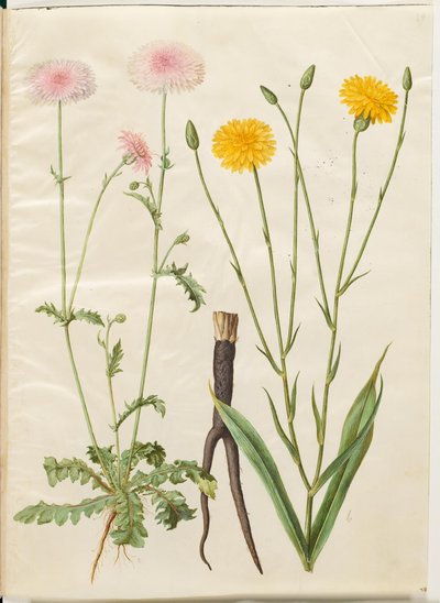 Crepis rubra（赤いタイマイ）; Scorzonera hispanica (庭の scorzones) 作： Hans Simon Holtzbecker