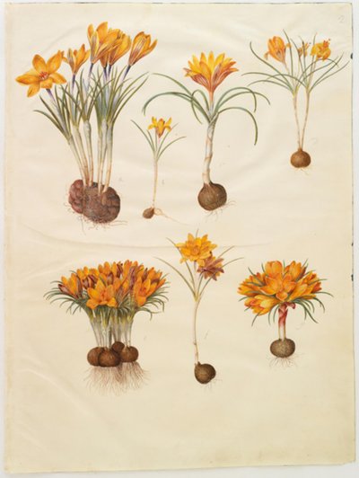 Crocus angustifolius (バルカンクロッカス) 作： Hans Simon Holtzbecker