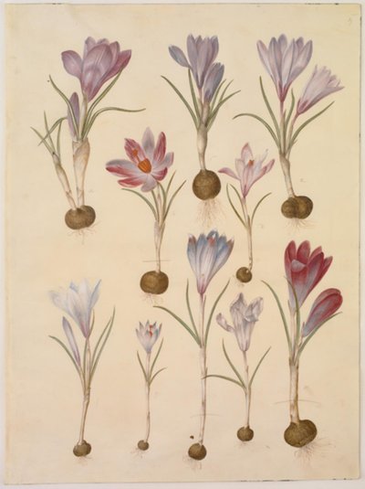Crocus vernus (春のクロッカス) 作： Hans Simon Holtzbecker