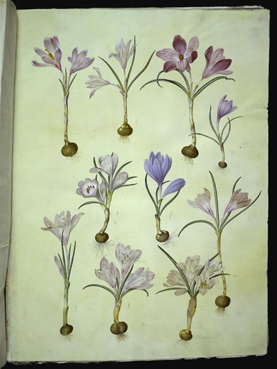Crocus vernus (春のクロッカス) 作： Hans Simon Holtzbecker