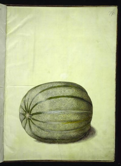 Cucumis melo (メロン) 作： Hans Simon Holtzbecker
