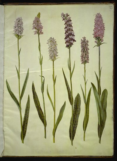 Dactylorhiza maculata (斑点のあるカッコウ ハーブ) 作： Hans Simon Holtzbecker